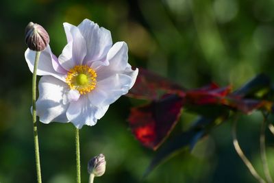 Close-up of white flowering plant