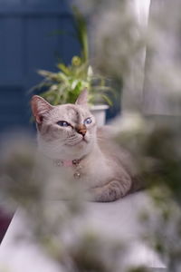 Portrait of a cat looking away