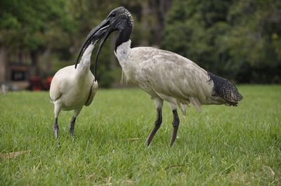 Bird on field