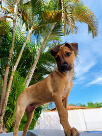 View of dog on palm tree