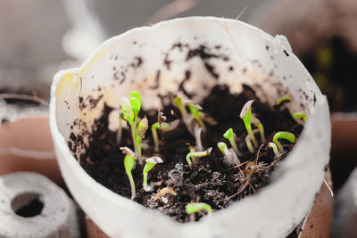 Close-up of potted plant