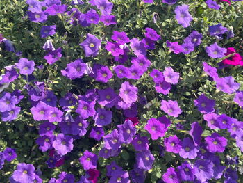 Close-up of purple flowers in park