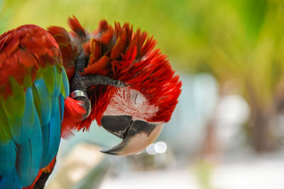 Close-up of red parrot