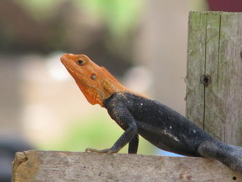 Close-up of lizard on wood