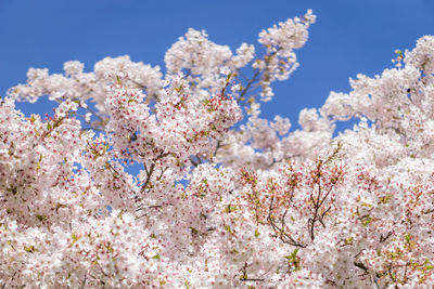 Low angle view of cherry blossoms