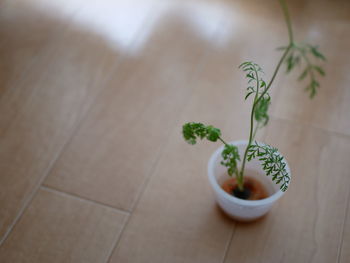 High angle view of potted plant on table