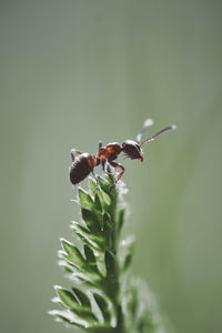 Close-up of insect on flower