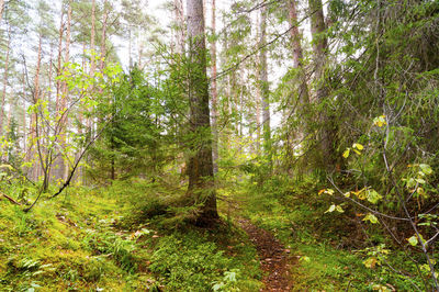 Trees in forest