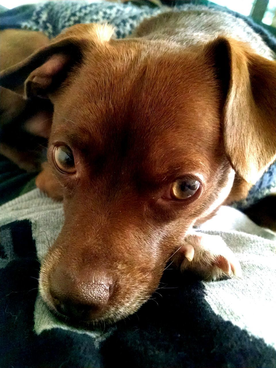 animal themes, domestic animals, mammal, pets, one animal, dog, animal head, close-up, indoors, portrait, looking at camera, brown, relaxation, focus on foreground, no people, animal body part, resting, snout, zoology, lying down