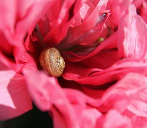 Full frame shot of flower