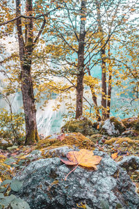 Trees growing in forest during autumn