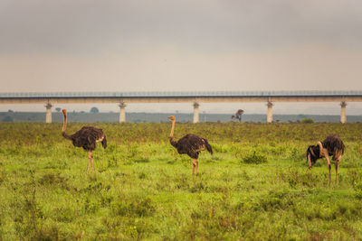 Flock of ostriches with nairobi mombasa railway line in the background, nairobi national park, kenya