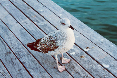 Seagull perching on wooden pier