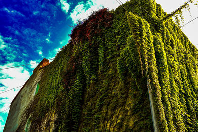 Low angle view of moss on tree trunk