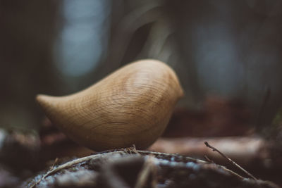 Close-up of mushroom