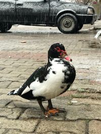 Bird on floor