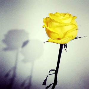 Close-up of yellow flower against sky