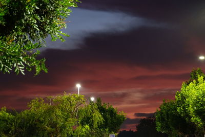 Low angle view of trees against sky at night