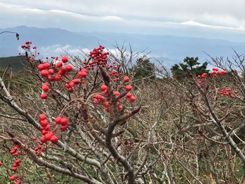 Close-up of red flowers growing on tree against sky