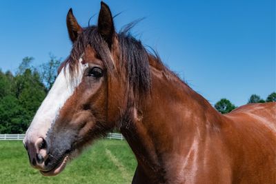 Horse in a field