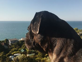 View of dog by sea against clear sky