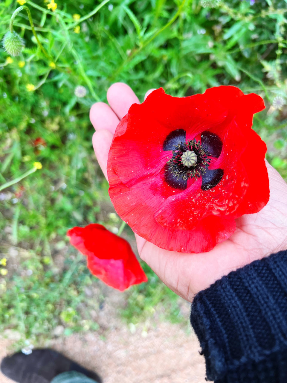 red, plant, flower, hand, freshness, one person, holding, nature, flowering plant, close-up, day, growth, food, petal, high angle view, lifestyles, fruit, poppy, beauty in nature, outdoors, food and drink, personal perspective, berry, focus on foreground, healthy eating, fragility, women, land, adult, leaf, leisure activity, flower head