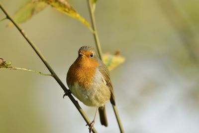 Close-up of bird perching on twig