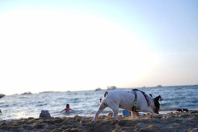 Dogs at beach against sky