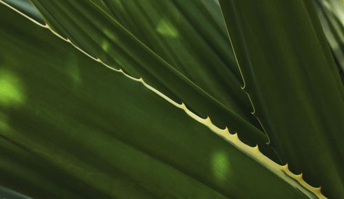 Close-up of succulent plant leaves