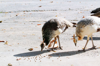 Flock of birds on the beach