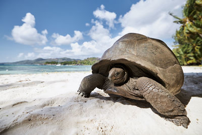 Aldabra giant tortoise on sand beach. close-up view of turtle in seychelles.