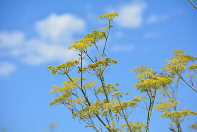 Low angle view of flowers against blue sky