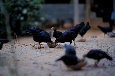 Close-up of pigeons feeding