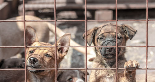 Dogs in cage