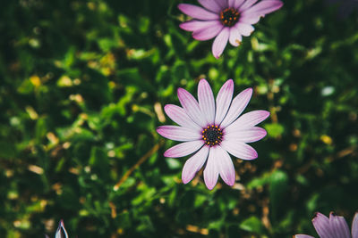 Close-up of cosmos flowers blooming outdoors