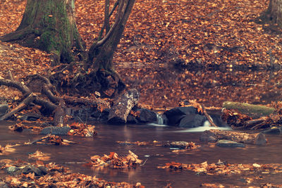 View of flowing water in forest