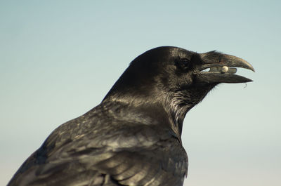 Close-up of raven perching against clear sky