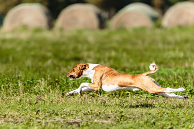 Basenji dog lure coursing competition on green field in summer