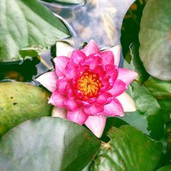 Close-up of lotus water lily in pond