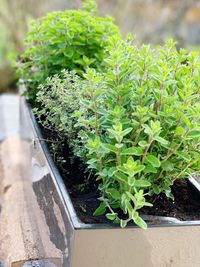 High angle view of potted plant on field