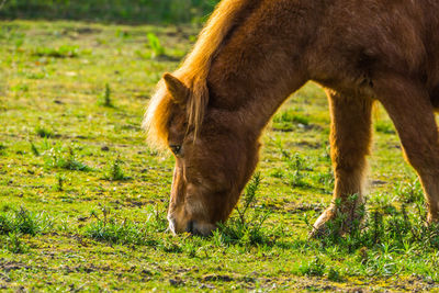 Horse grazing in field