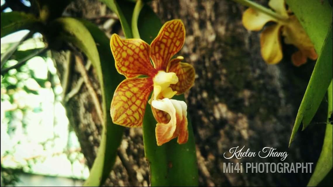 flower, growth, nature, petal, beauty in nature, plant, flower head, freshness, no people, fragility, day, outdoors, leaf, close-up, blooming