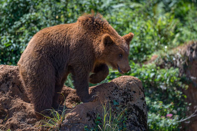 Brown bear on rock with lifted paw