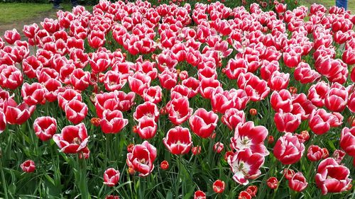 Close-up of pink tulips in field