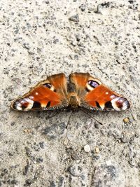 High angle view of butterfly on leaf