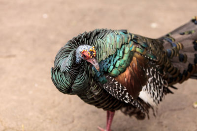 Close-up of turkey