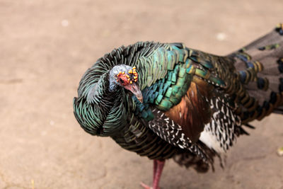 Close-up of turkey