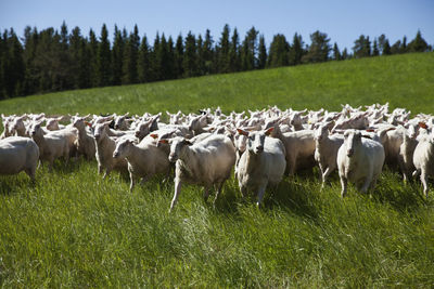 Sheep running on meadow