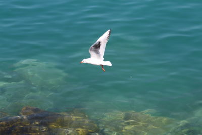 Seagull flying over sea