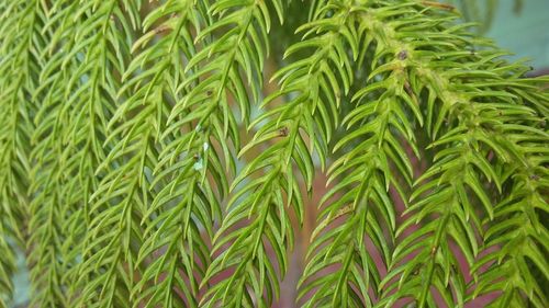 Close-up of green leaves